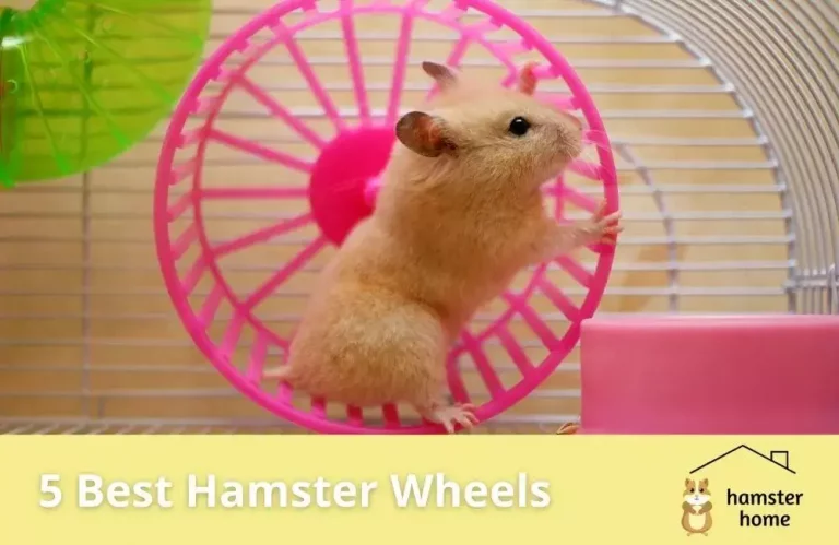 5 Best Hamster Wheels