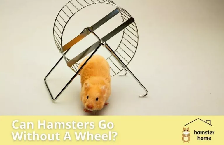 Can Hamsters Go Without A Wheel