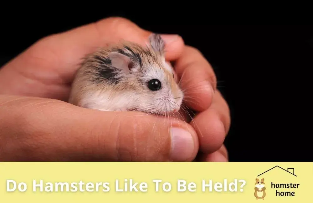 Do Hamsters Like To Be Held? • Hamster Home