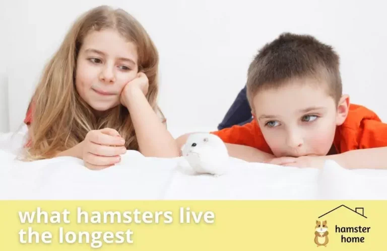 What Hamster Live The Longest