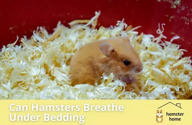 Can Hamster Breathe Under Bedding