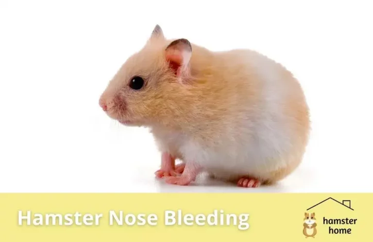 Hamster Nose Bleed
