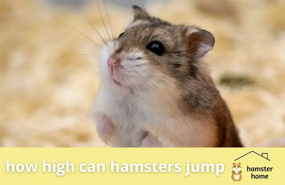 How High can Hamsters Jump? • Hamster Home