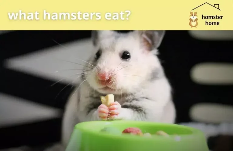 What Hamsters Eat