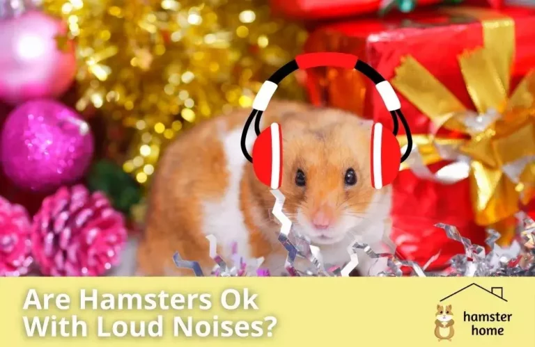 Are Hamsters Ok With Loud Noises?