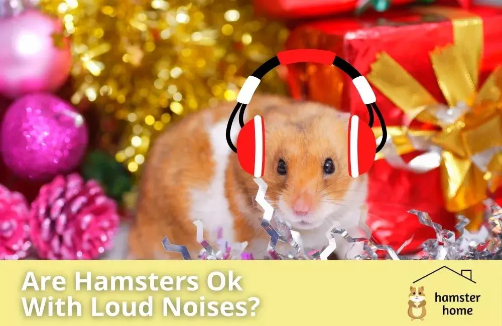 Are Hamsters Ok With Loud Noises? • Hamster Home