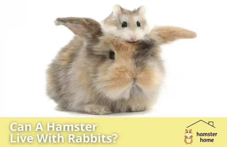 Can A Hamster Live With Rabbits?