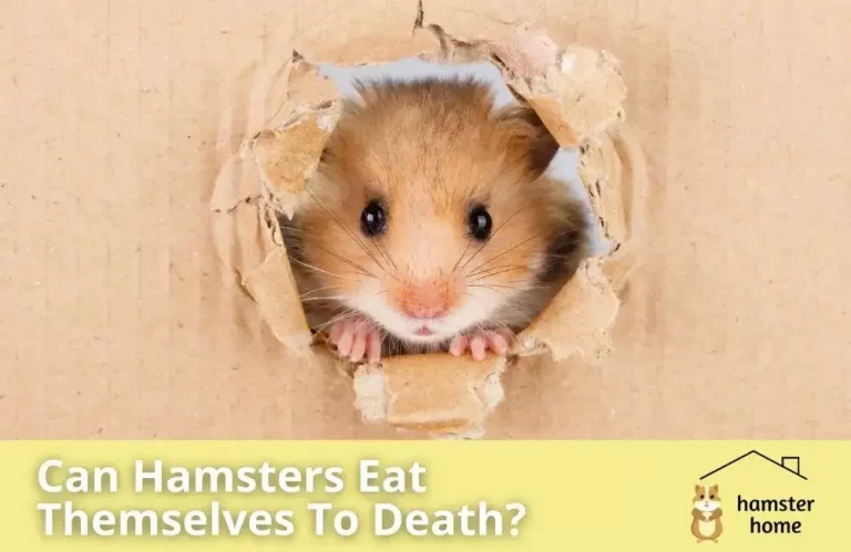 Can Hamsters Eat Themselves To Death?