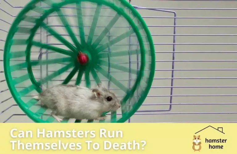 Can Hamsters Run Themselves To Death