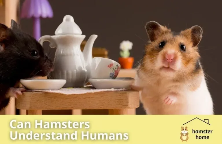 Can Hamsters Understand Humans