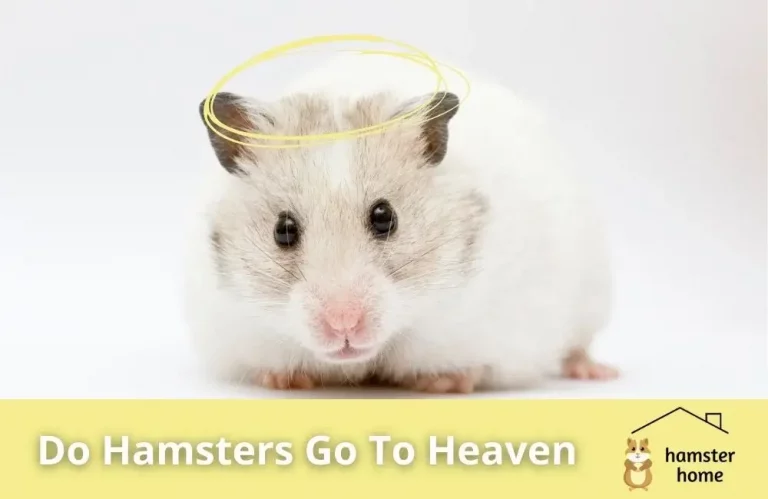 Do Hamsters Go To Heaven