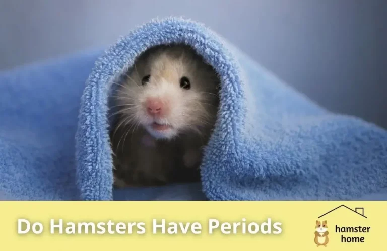 Do Hamsters Have Periods