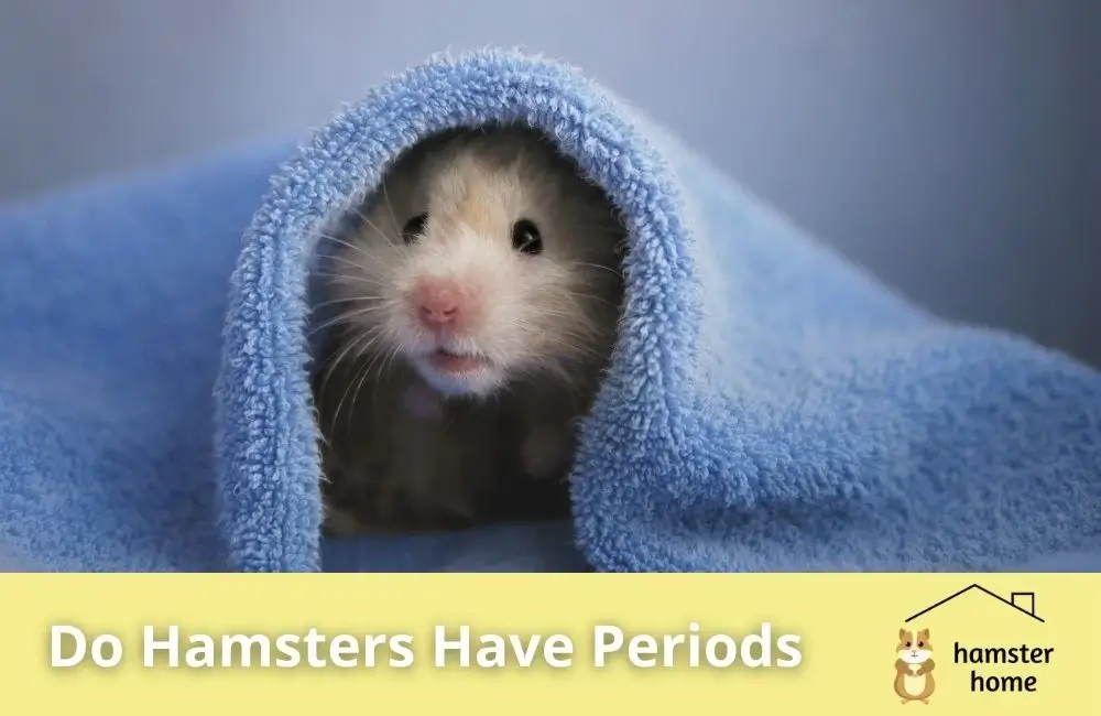 Do Hamsters Have Periods? • Hamster Home Do Hamsters Have Periods? • Hamster Home