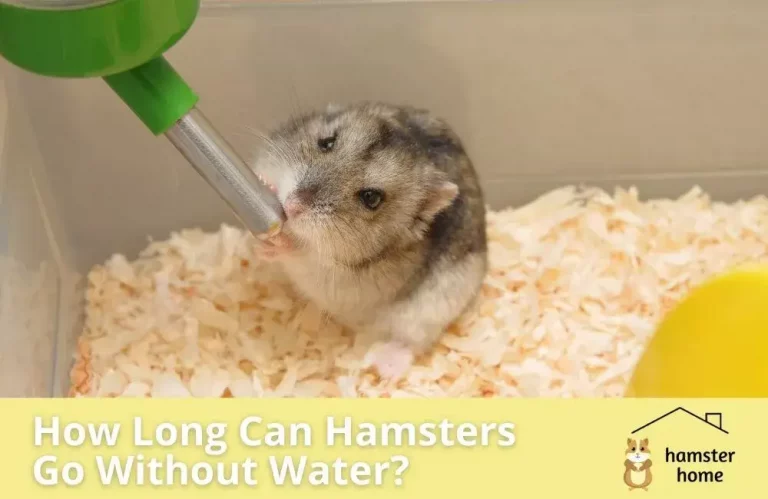 How Long Can Hamsters Go Without Water? • Hamster Home