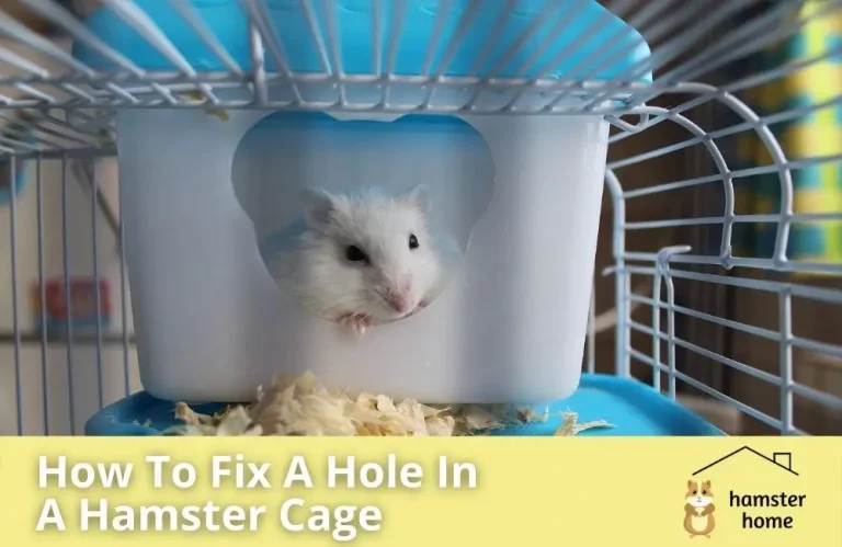How To Fix A Hole In A Hamster Cage