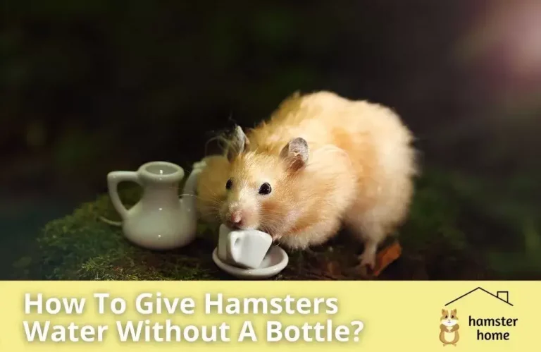 How To Give Hamsters Water Without A Bottle?