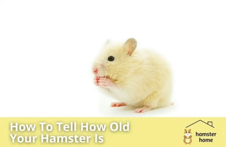 How To Tell How Old Your Hamster Is