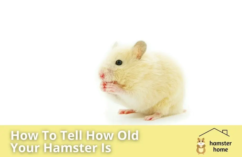 How To Tell How Old Your Hamster Is • Hamster Home