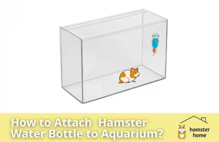 How to Attach Hamster Water Bottle to Aquarium