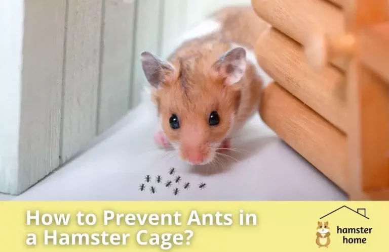 How to Prevent Ants in a Hamster Cage?