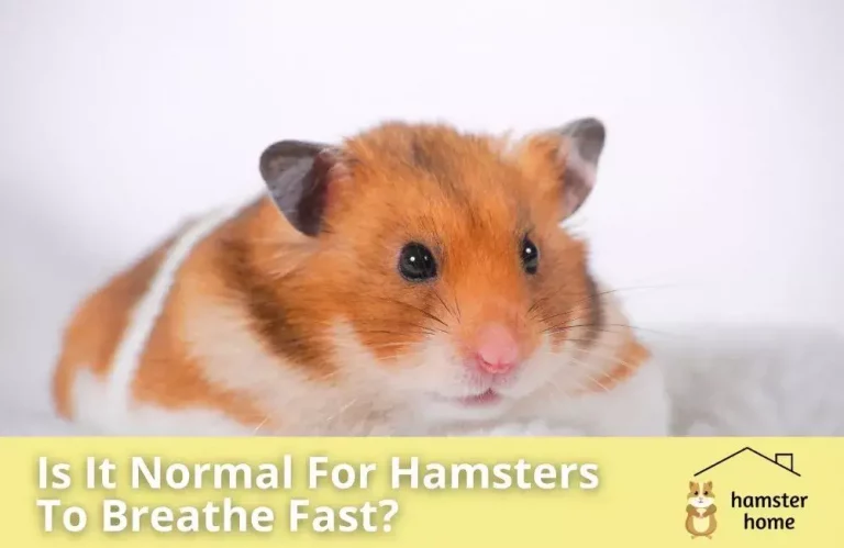 Is It Normal For Hamsters To Breathe Fast?