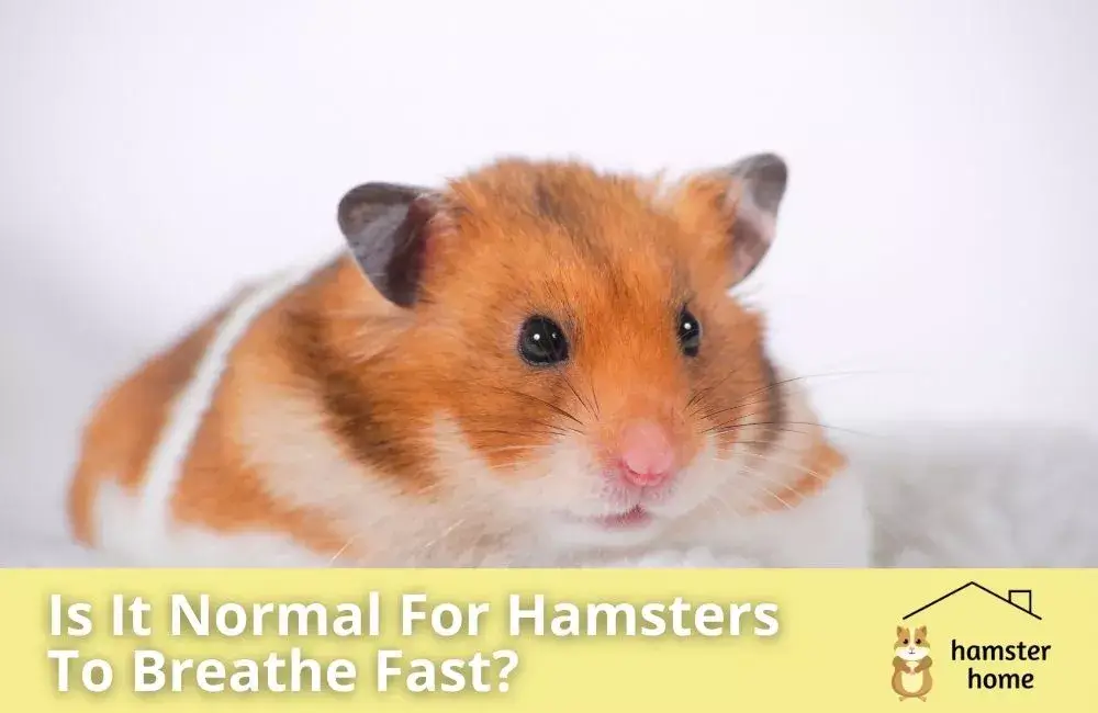 Is It Normal For Hamsters To Breathe Fast? • Hamster Home