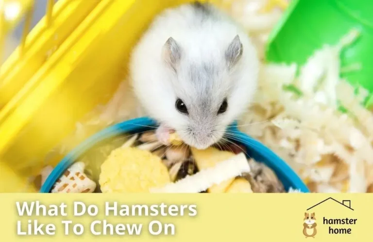 What Do Hamsters Like To Chew On