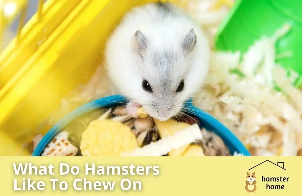 What Do Hamsters Like To Chew On? • Hamster Home