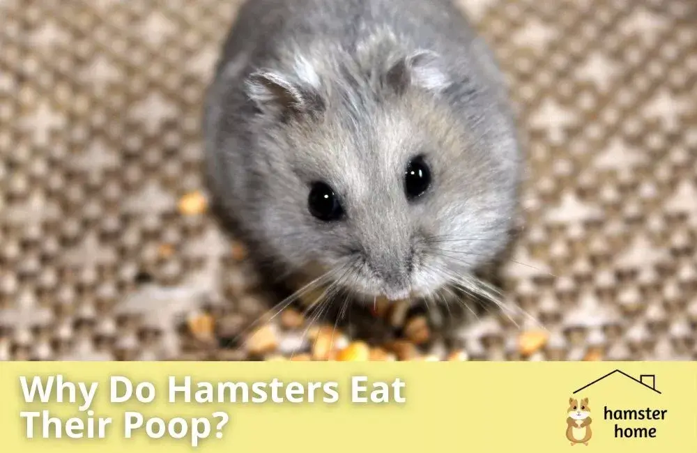 Why Do Hamsters Eat Their Poop? • Hamster Home