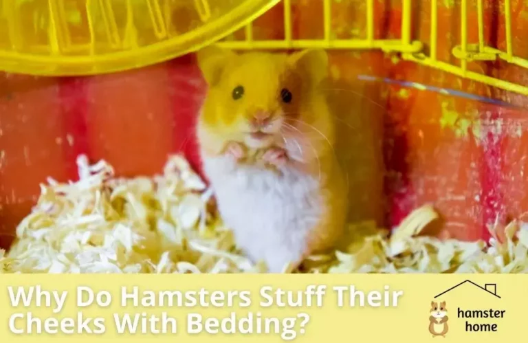 Why Do Hamsters Stuff Their Cheeks With Bedding