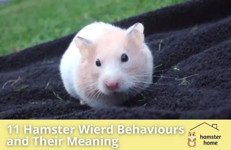 11 Hamster Wierd Behaviours and Their Meaning