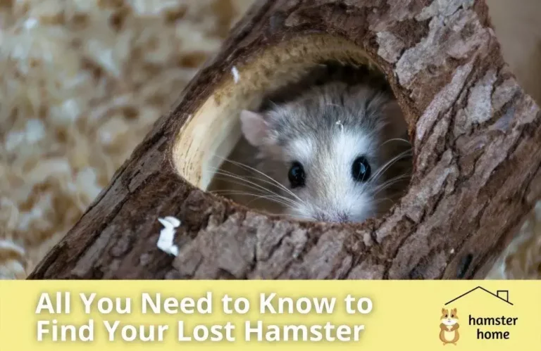 All You Need to Know to Find Your Lost Hamster