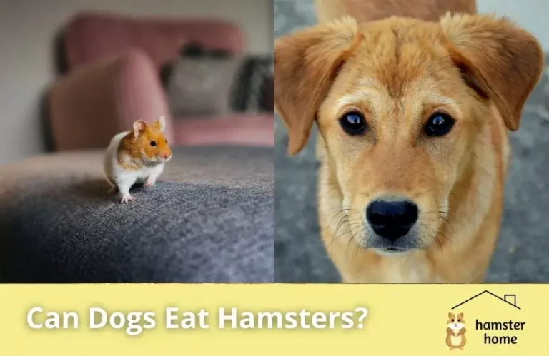 Can Dogs Eat Hamsters? Is It Safe to Keep Your Dog and Hamster Together?
