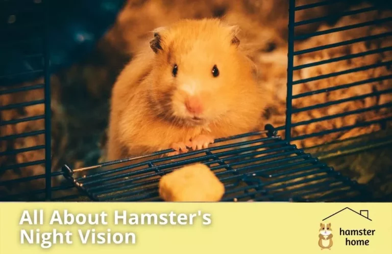 Can Hamsters See In The Dark A Detailed Hamsters Night Vision Guide