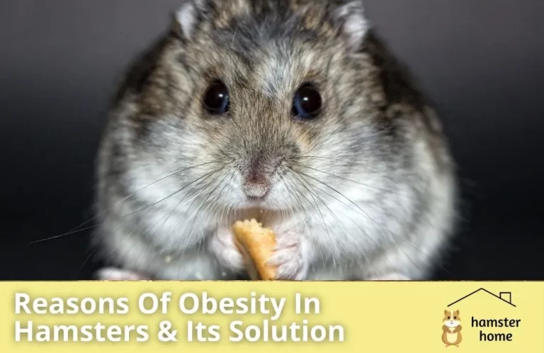 Hamster Fat Or Obese Here Is What You Can Do About It