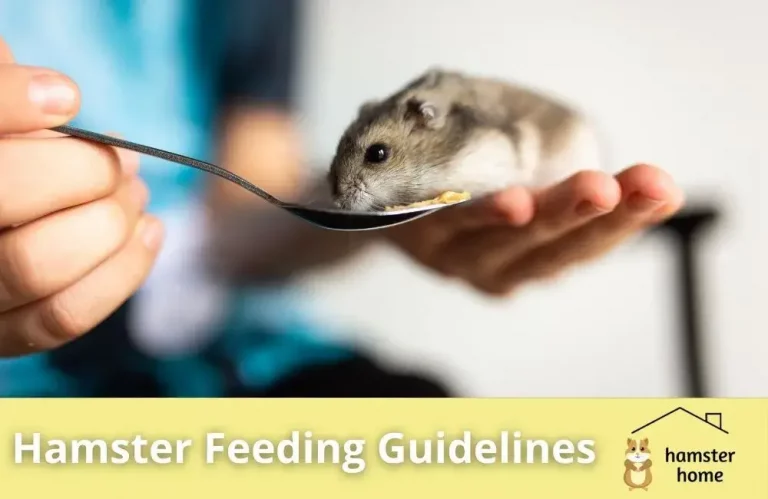 Hamster Feeding Guidelines