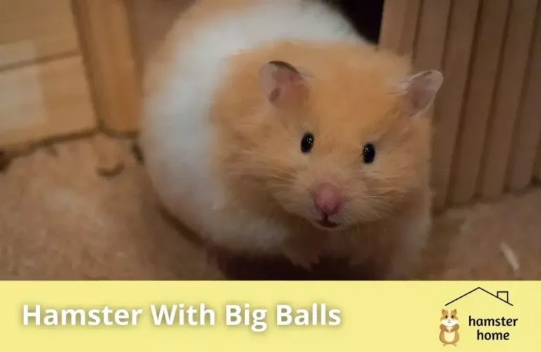 Hamster With Big Balls