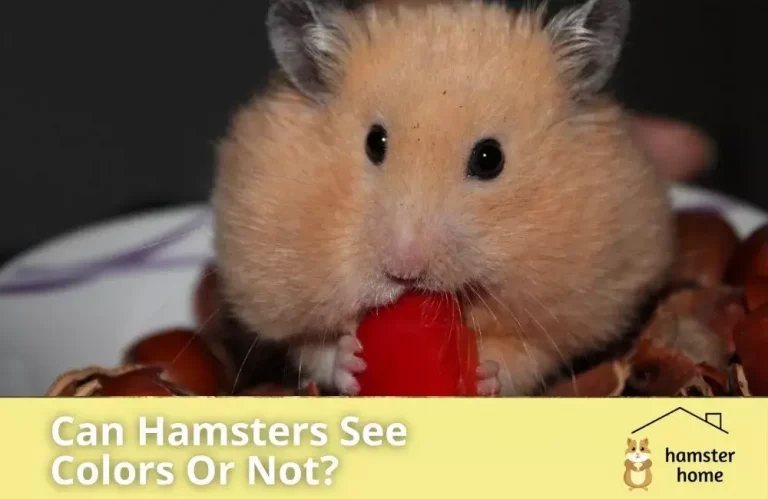 Hamsters And Colors - Can Hamsters See Colors Or Are They Color Blind?