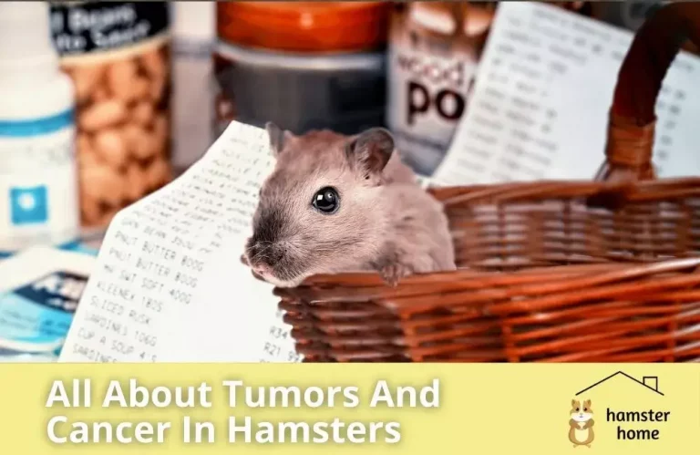 Hamsters Tumors & Cancer - How Long They Survive And Can They Heal