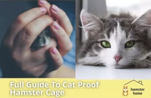 How To Cat Proof Hamster Cage - The Full Guide