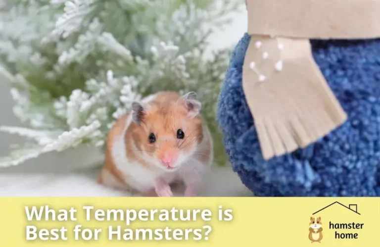What Temperature is Best for Hamsters?