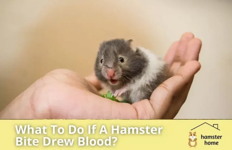 What To Do If A Hamster Bite Drew Blood