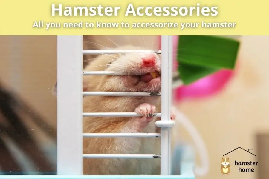 hamster accessories - all you need to know to accessorize your hamster
