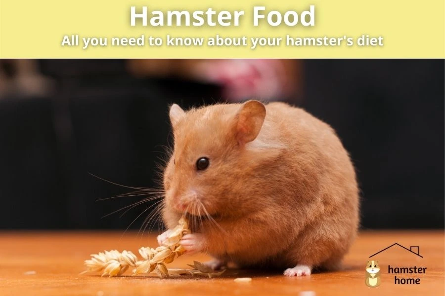 hamster food - all you need to know about your hamster's diet