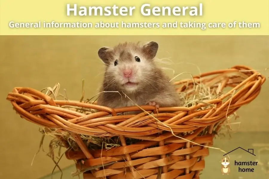 Hamster-General - information about hamsters and taking care of them