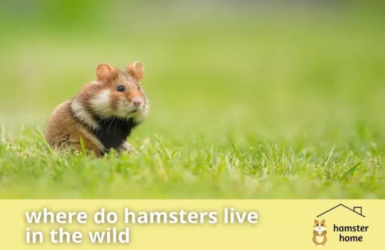 Where Do Hamsters Live In The Wild?