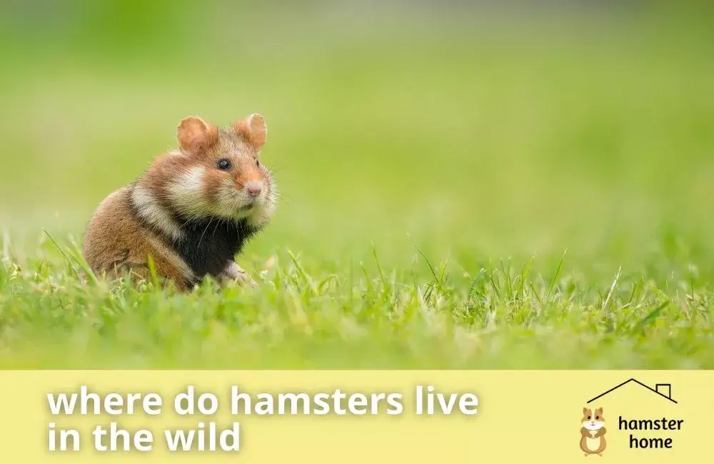 Where Do Hamsters Live In The Wild? • Hamster Home