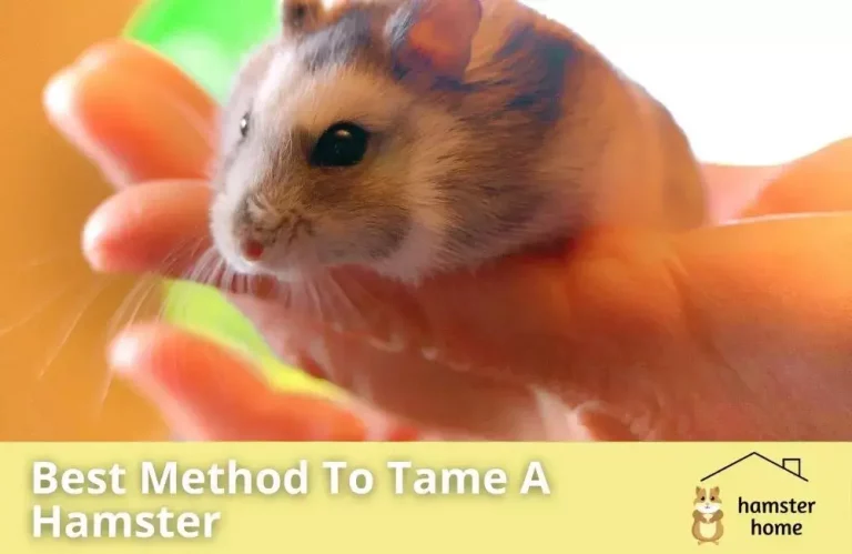 Best Method To Tame A Hamster