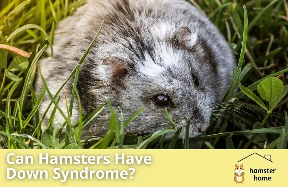 Can Hamsters Have Down Syndrome? • Hamster Home