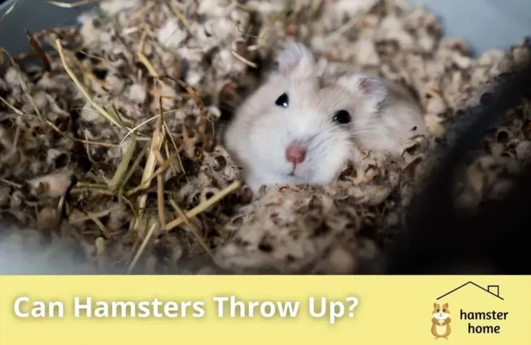 Can Hamsters Throw Up